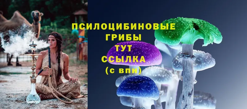 Псилоцибиновые грибы Psilocybe  Ельня 